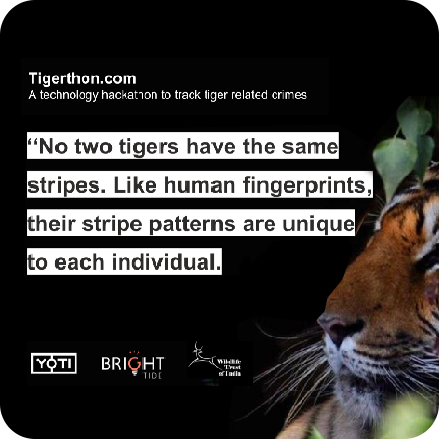 quote saying that no two tigers have the same stripes. Like human fingerprints, their stripe patterns are unique to each individual.