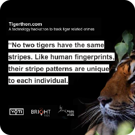 Social_purpose_Tigerthon quote saying that no two tigers have the same stripes. Like human fingerprints, their stripe patterns are unique to each individual.