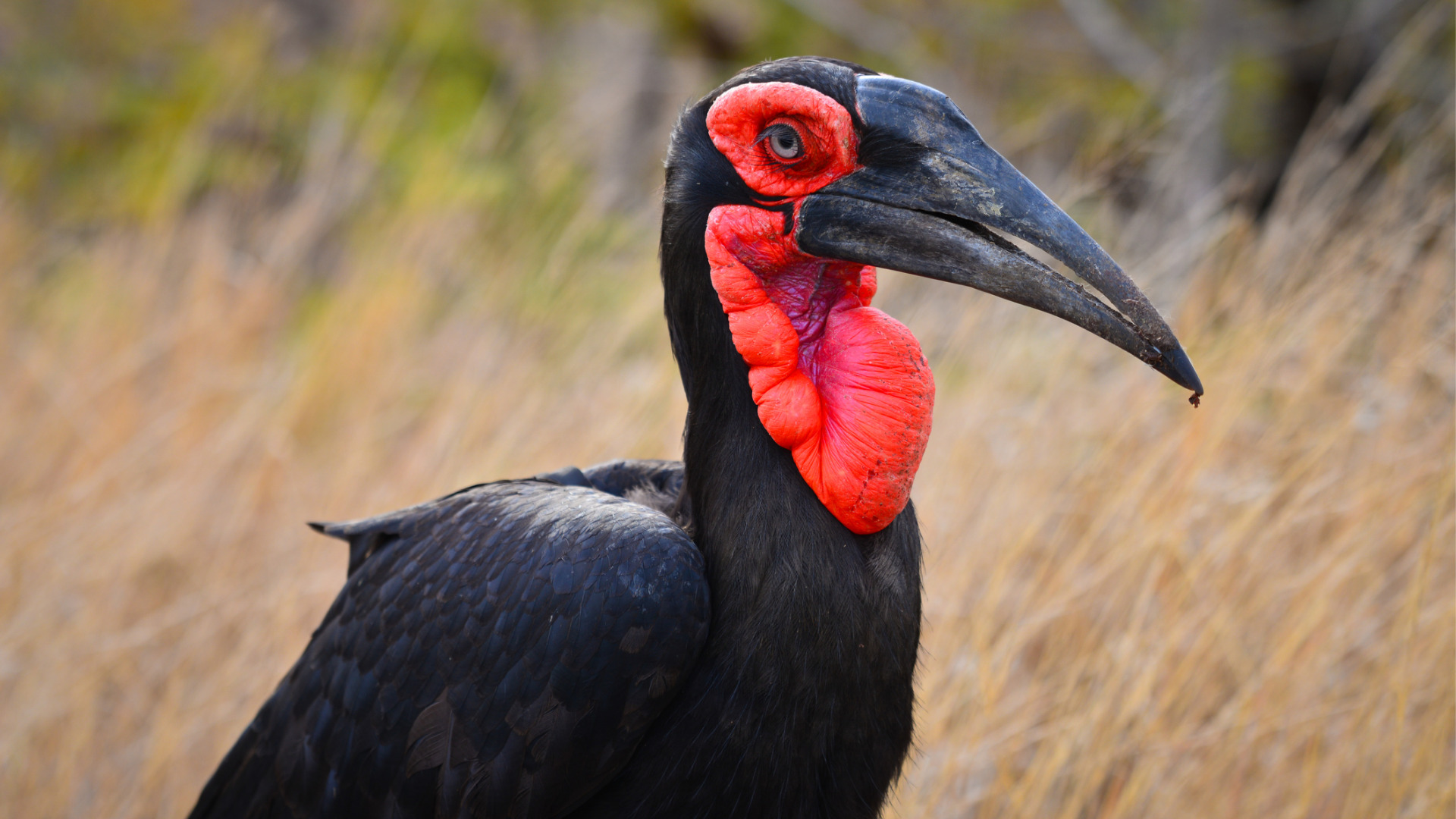 Endangered southern ground hornbills